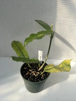 Hoya globulosa - Image 1 of 4