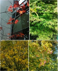 100 Acer Maple Seeds Selection Autumn Foliage Japanese Norway Sycamore Snakebark - Picture 1 of 7