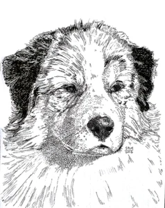 Australian Shepherd Print - Picture 1 of 1