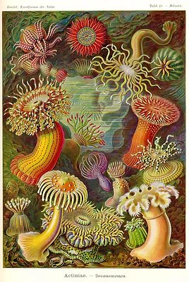 Impresión Giclee Art Nouveau Anémona de Mar Ernst Haeckel Decoración Costera 4x6" - 16"x20"  Foto 1 de 4