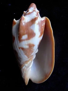 Seashell Cymbiola aulica BUEN COLOR Y ESPINAS 103 mm F++ - Imagen 1 de 3