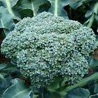 Waltham 29 Broccoli Seeds, NON-GMO, Easy to Grow, High Yields, FREE SHIPPING