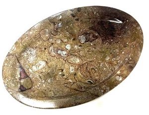 FM0296 Orthoceras Schale Fossil Urtintenfisch Donnerkeil Natur - Bild 1 von 3