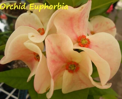 Euphorbia Milii ORCHID EUPHORBIA Crown Of Thorns Thai Hybrid Corona de Cristo - Image 1 of 4