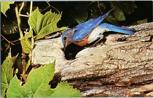 Bluebird Postcard - Picture 1 of 2