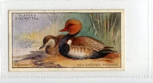 (Jd7421) PLAYERS,GAME BIRDS & WILD FOWL,RED-CRESTED POCHARD,1927,#33 - Imagen 1 de 2