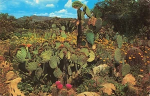Desert Garden, Prickly Pear Cactus Arizona(?) Vintage PC Posted 1964 Texas  - Picture 1 of 2