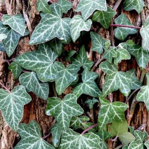 12 Ivy climbing evergreen Plant cuttings rooted 4 To 6 Inch segments groundcover - Picture 1 of 6