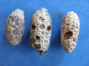   Super Lot 3 FOSSILE Tannenzapfen Marokko 54-35 Millionen Jahre alt RAR !!!! - Bild 1 von 5