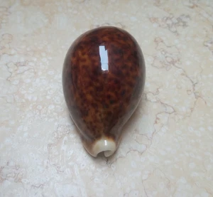 F Cypraea pantherina VERY NICE COLOR SUPER  glossy red sea shell F++++F+++80.6mm - Picture 1 of 14