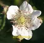 Photo 6x4 Blackberry flower Upper Welland The first flower at the tip wit c2008
