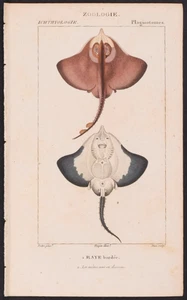 Turpin 1816 Antique hand-colored print: Bordered rays, sea life, fish - Picture 1 of 2