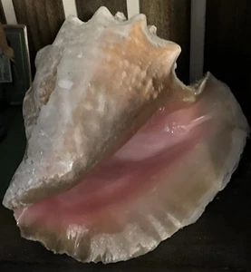 Große Queen Aliger Gigas rosa Muschel Muschel Marine Maritim Strand Deko - Bild 1 von 8