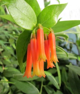 Macleania insignis BICOLOR neotropical Ericaceae epiphyte caudiciform RARE - Picture 1 of 8