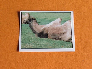 N°194 PANINI WORLD WILDLIFE FUND WWF 1 ANIMAUX A SAUVER 1986 - Imagen 1 de 1