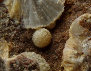 WAVELLITE en ARENISCA ORDOVÍCICA -- República Checa - Cerhovice - Třenice /pf121 - Imagen 1 de 12