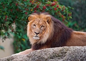 A4 Lion Poster (Brand New) - Picture 1 of 2