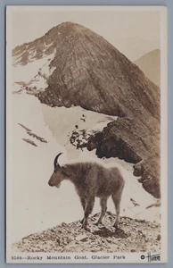 RPCC Rocky Mountain Goat Glacier Park, Montana Hileman Foto - Imagen 1 de 2