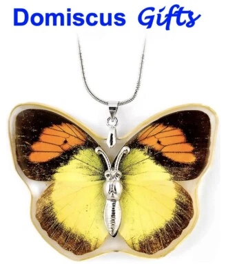 2" NEW! Real INSECT Yellow Jezebel Orange BUTTERFLY NECKLACE Jewelry PENDANT - Image 1 of 2