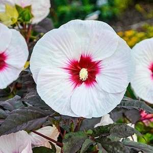 Red Centered Hibiscus (Alyogyne hakeifolia) 30 Seeds - Picture 1 of 3