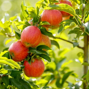 Lord Lambourne Apple Tree 4-5ft, 6L Pot, Ready to Fruit.Good For Juicing - Picture 1 of 2