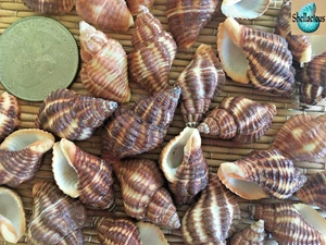 1/3 CUP OF SMALL LATRIUS GIBBUCUS SEA SHELLS - +/-1" - CRAFTING - Picture 1 of 2