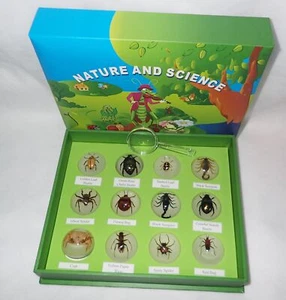 12 Dome Magnet Insect Collection Set Round 38 mm Glow Education Specimen - Picture 1 of 12