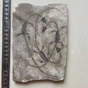 Fósil único y exquisito de un lagarto acuático dragón doble - Imagen 1 de 3