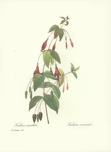 Impresión de flor fucsia botánica REDOUTE #43 - Imagen 1 de 2