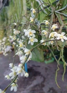 Chiloschista exuperei Orchidee Miniaturpflanze GROSSGRÖSSE CITES PHYTO - Bild 1 von 2