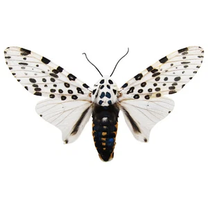 Hypercompe scribonia white black leopard moth USA unmounted/wings closed - Picture 1 of 1