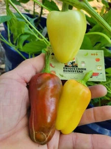 GYPSY Sweet Pepper Seeds Great Frying Stuffing Chili Unique Creek Homestead - Picture 1 of 16