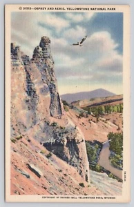 Postal de lino vintage de pájaro grande de águila pescadora y águila pescadora del Parque Nacional de Yellowstone - Imagen 1 de 2