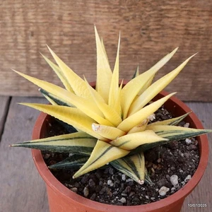 D5198 HAWORTHIA LIMIFOLIA VARIEGATED pot13-H9-W14 cm MaMa Cactus - Picture 1 of 4