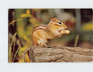 Postkarte Chipmunk - Bild 1 von 2