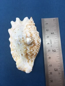 #2 Strombus (Sinustrombus) sinuatus 72mm Dived, Cebu Philippines - Picture 1 of 4