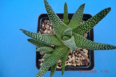 Artículo Gasteria Okavango #194 Foto 1 de 4