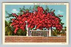 An Arbor Crimson Bougainvillea, Florida Vintage Postcard