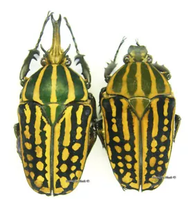 Unmounted beetle/Cetoniidae - Chelorrhina savagei, PAIR 17 - Bild 1 von 1