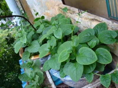 Green Malabar Spinach Seeds /Ceylon /Mồng Tơi   for 2025 season  USA Seller - Image 1 of 4