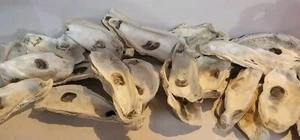 24 Oyster Shells 4"-5" Large Oyster Shells for Crafts Natural Bulk Lot Clean - Picture 1 of 1