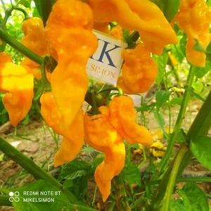7 POD Chaguanas Yellow , 10 semillas , Capsicum chinense (77) - Picture 1 of 1