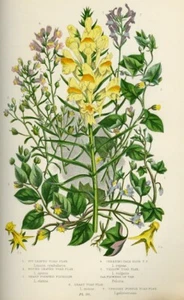 1899 Antica Stampa = LINARIA (160) = Piante Fiori = CROMOLITO by Anne Pratt - Bild 1 von 1