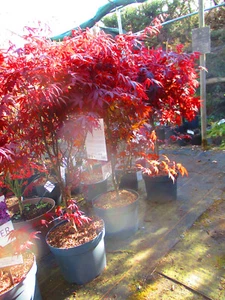 3.5ft (inc. pot) 10litre JAPANESE MAPLE Acer palmatum Bloodgood - Picture 1 of 5