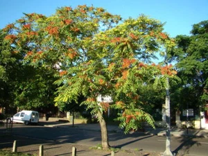 Tree of Heaven, Ailanthus altissima, Tree Seeds (Hardy, Fast, Bonsai) - Picture 1 of 9