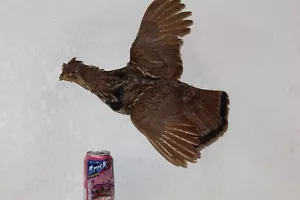 Ruffed Grouse Taxidermy Log Cabin Decor Mount Spruce Hen Ptarmigan Bird - Picture 1 of 6