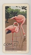 1964 Brooke Bond Red Rose Tropical Birds Tea American Blue Backs Flamingo #3 2f4