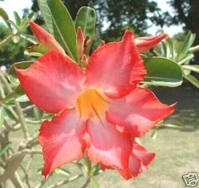 10 semillas ADENIUM OBESUM NARANJA, rosa del desierto + REGALO GRATIS - Imagen 1 de 2