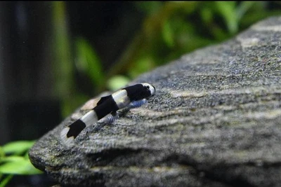 🐼 Live Panda Loach – 🐼Rare Exotic 🐼Freshwater Bottom Dweller Fish Peaceful🐼 - Image 1 of 2