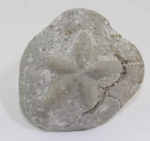 Seeigel, Clypeaster scillae, Tertiär, Miozän, Retznei, Österreich -b270 - Bild 1 von 6